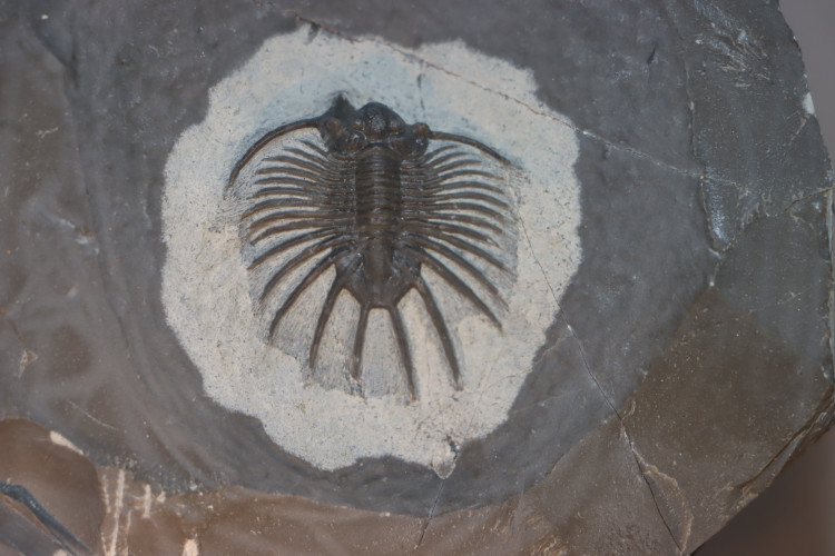 Slab with 2 acanthopyges and 1 harpes - eifelian from Jorf