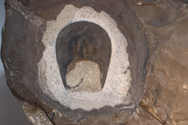 Slab with 2 acanthopyges and 1 harpes - eifelian from Jorf