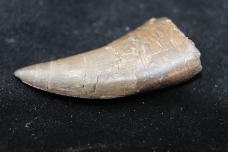 Rare theropod tooth Allosaur ind. from France