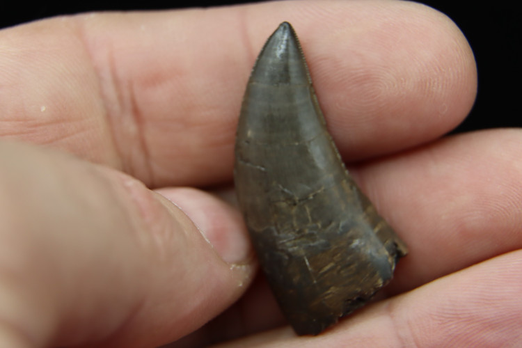 Rare theropod tooth Allosaur ind. from France