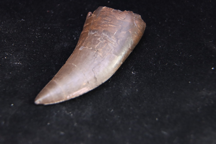 Rare theropod tooth Allosaur ind. from France
