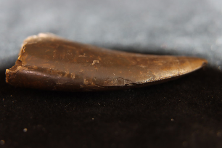 Rare theropod tooth Allosaur ind. from France