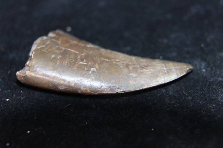 Rare theropod tooth Allosaur ind. from France