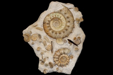 Middle Jurassic seabed with accumulation of rare ammonites