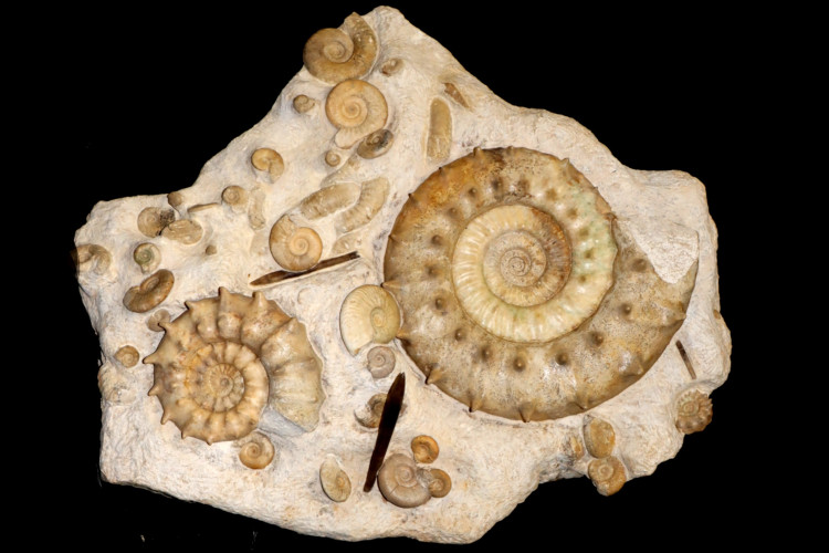 Middle Jurassic seabed with accumulation of rare ammonites