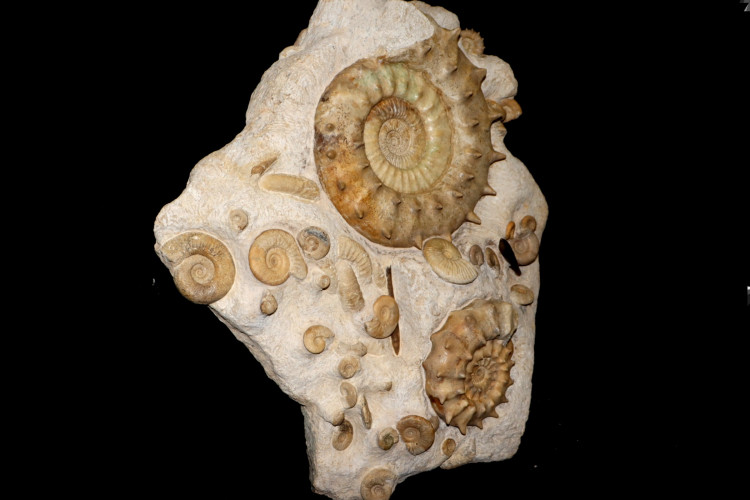 Middle Jurassic seabed with accumulation of rare ammonites