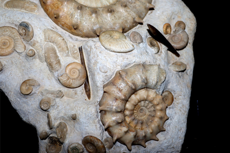 Middle Jurassic seabed with accumulation of rare ammonites