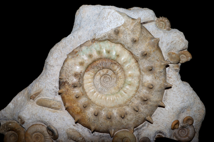 Middle Jurassic seabed with accumulation of rare ammonites