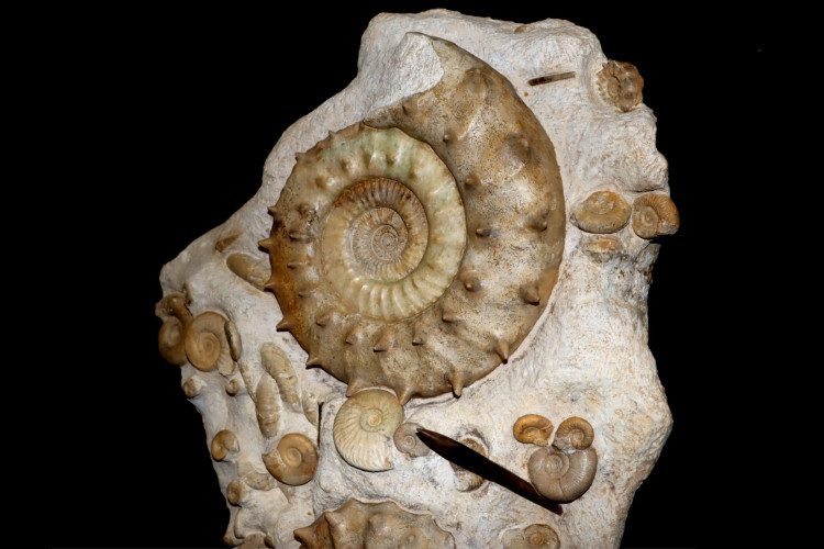 Middle Jurassic seabed with accumulation of rare ammonites