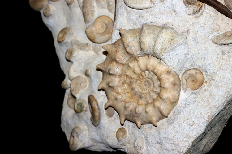 Middle Jurassic seabed with accumulation of rare ammonites
