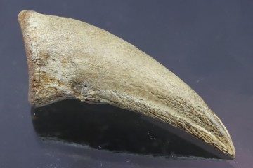 Real T-rex claw - Hell...