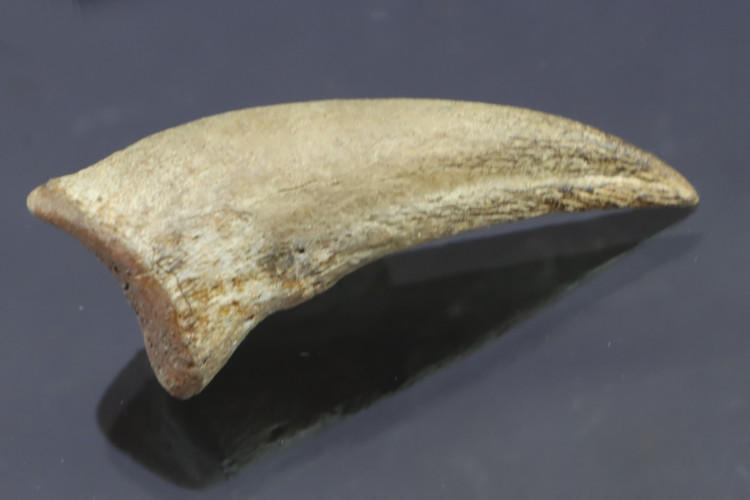 Real T-rex claw - Hell Creek fmt - S. Dakota, USA