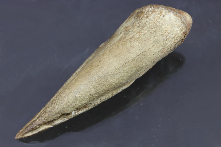 Real T-rex claw - Hell Creek fmt - S. Dakota, USA