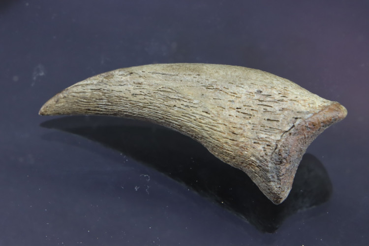 Real T-rex claw - Hell Creek fmt - S. Dakota, USA