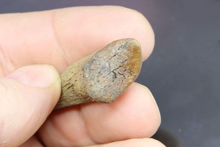 Real T-rex claw - Hell Creek fmt - S. Dakota, USA
