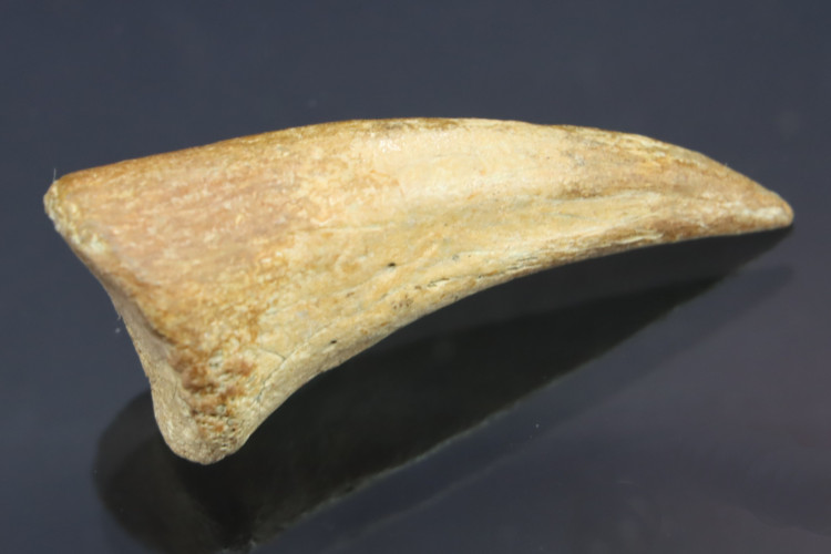 Real T-rex claw - Hell Creek fmt - S. Dakota, USA