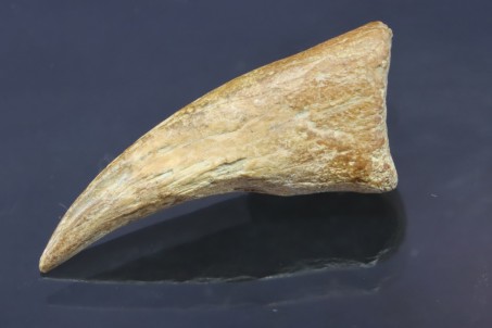 Real T-rex claw - Hell Creek fmt - S. Dakota, USA