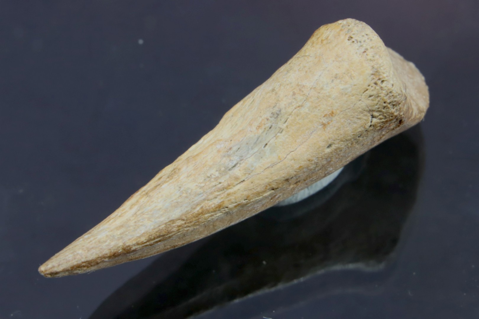 Real T-rex claw - Hell Creek fmt - S. Dakota, USA