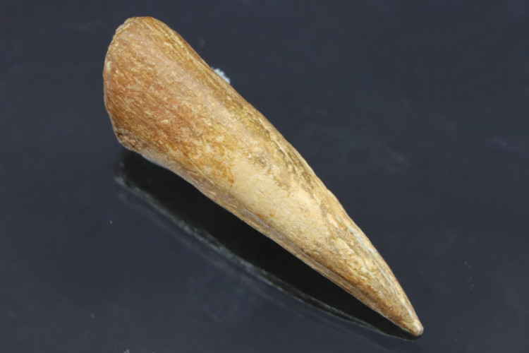 Real T-rex claw - Hell Creek fmt - S. Dakota, USA