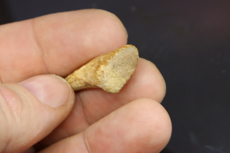 Real T-rex claw - Hell Creek fmt - S. Dakota, USA