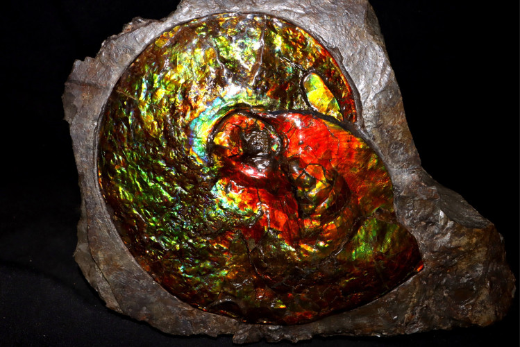 Placenticeras ammolite - Bearpaw Shale fmt, Alberta, Canada.