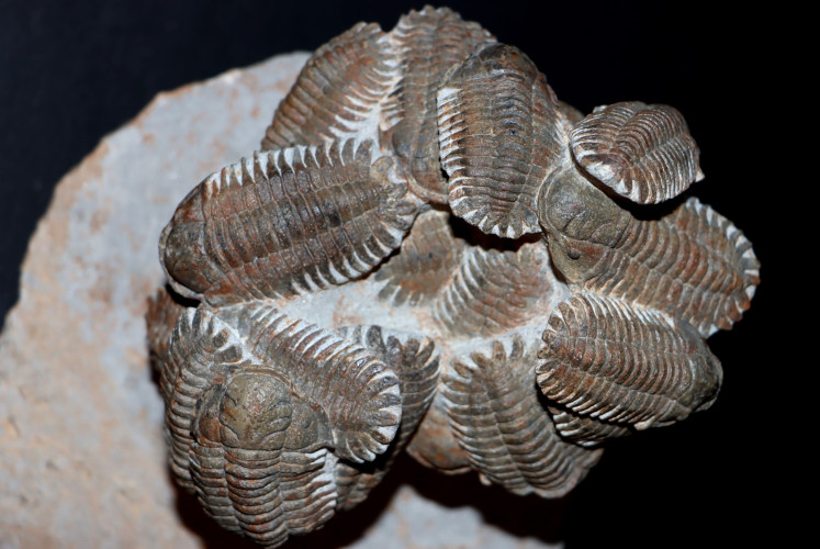 Association of 18 Eccoptochiles sp. - ordovician - Battou area, Morocco