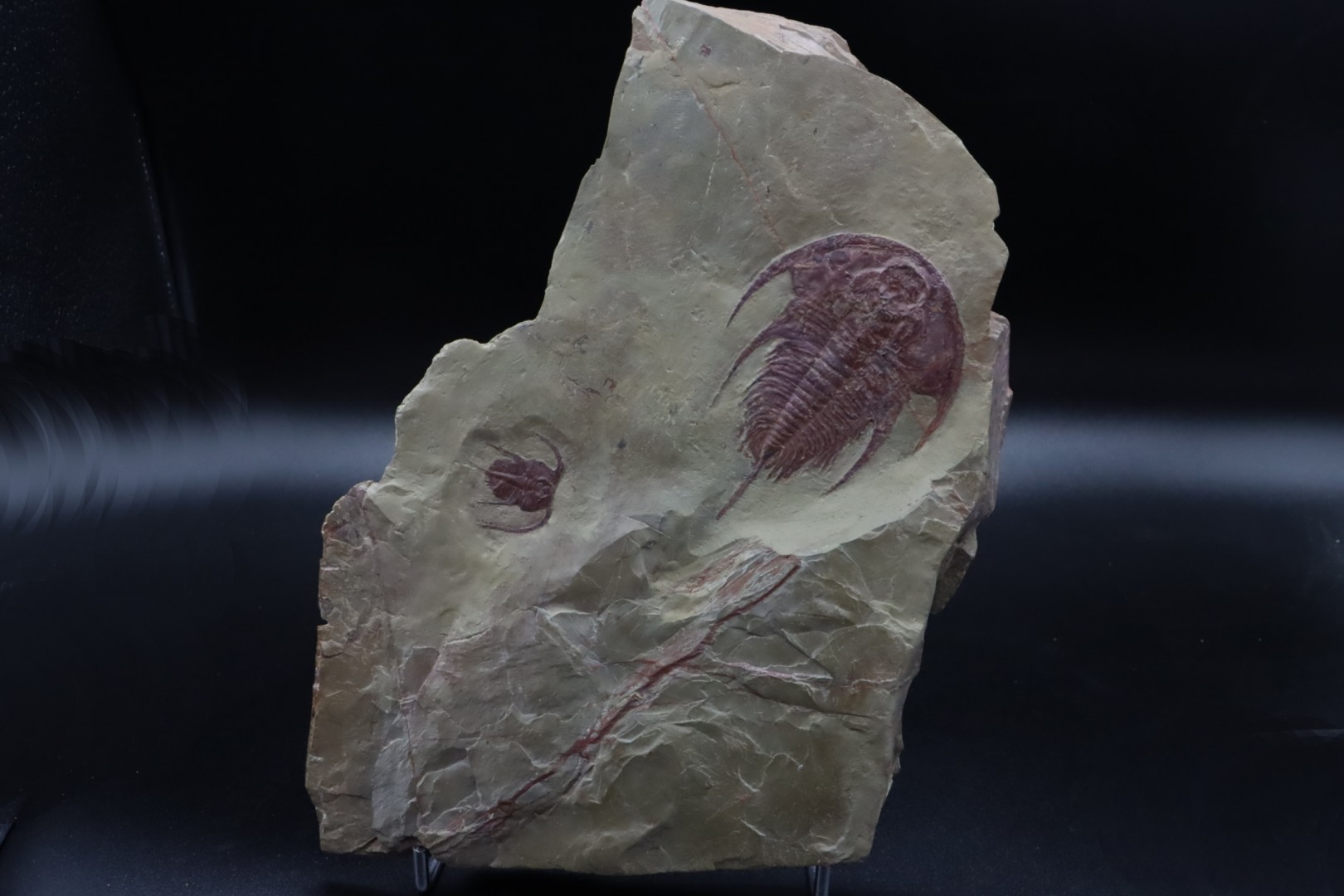 Rare association:  Bristolia insolens and Olenellus Fremonti