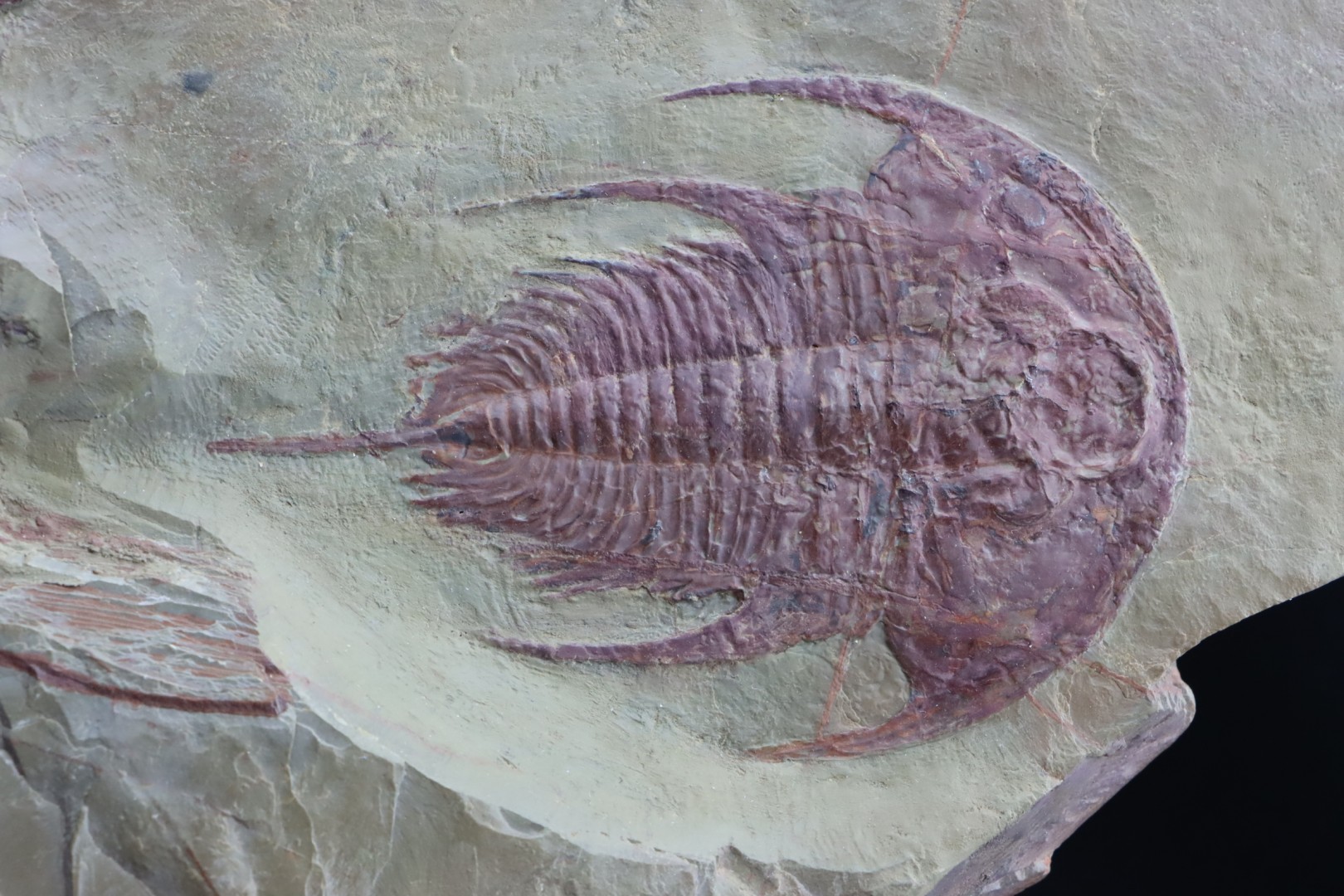 Rare association:  Bristolia insolens and Olenellus Fremonti