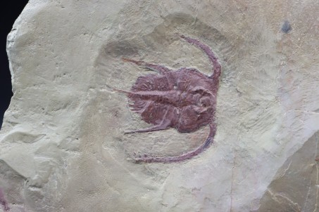 Rare association:  Bristolia insolens and Olenellus Fremonti