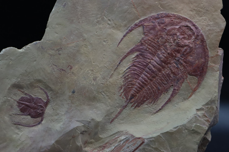 Rare association:  Bristolia insolens and Olenellus Fremonti