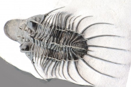 Undescribed rare "new quadrops"