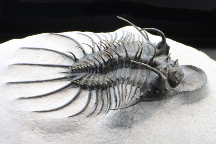 Undescribed rare "new quadrops"