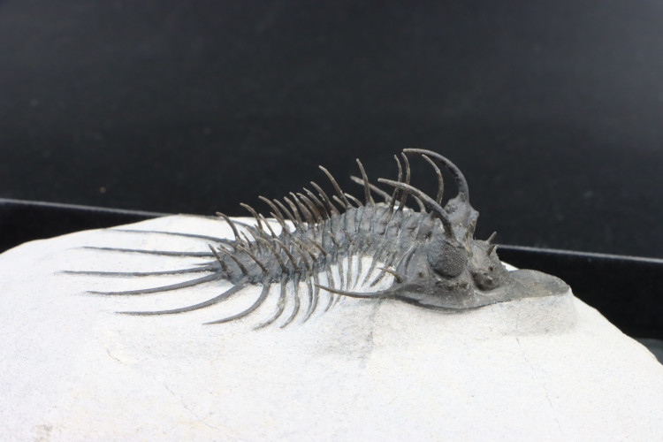 Undescribed rare "new quadrops"