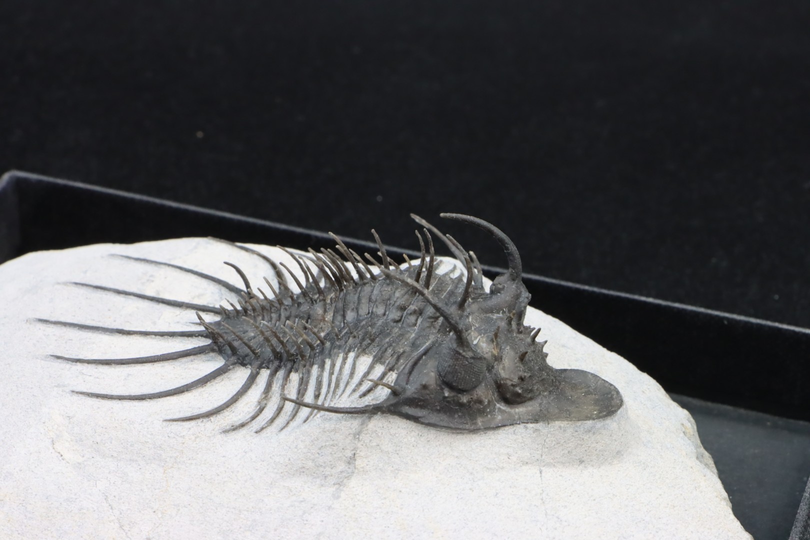 Undescribed rare "new quadrops"