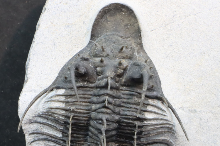 Undescribed rare "new quadrops"