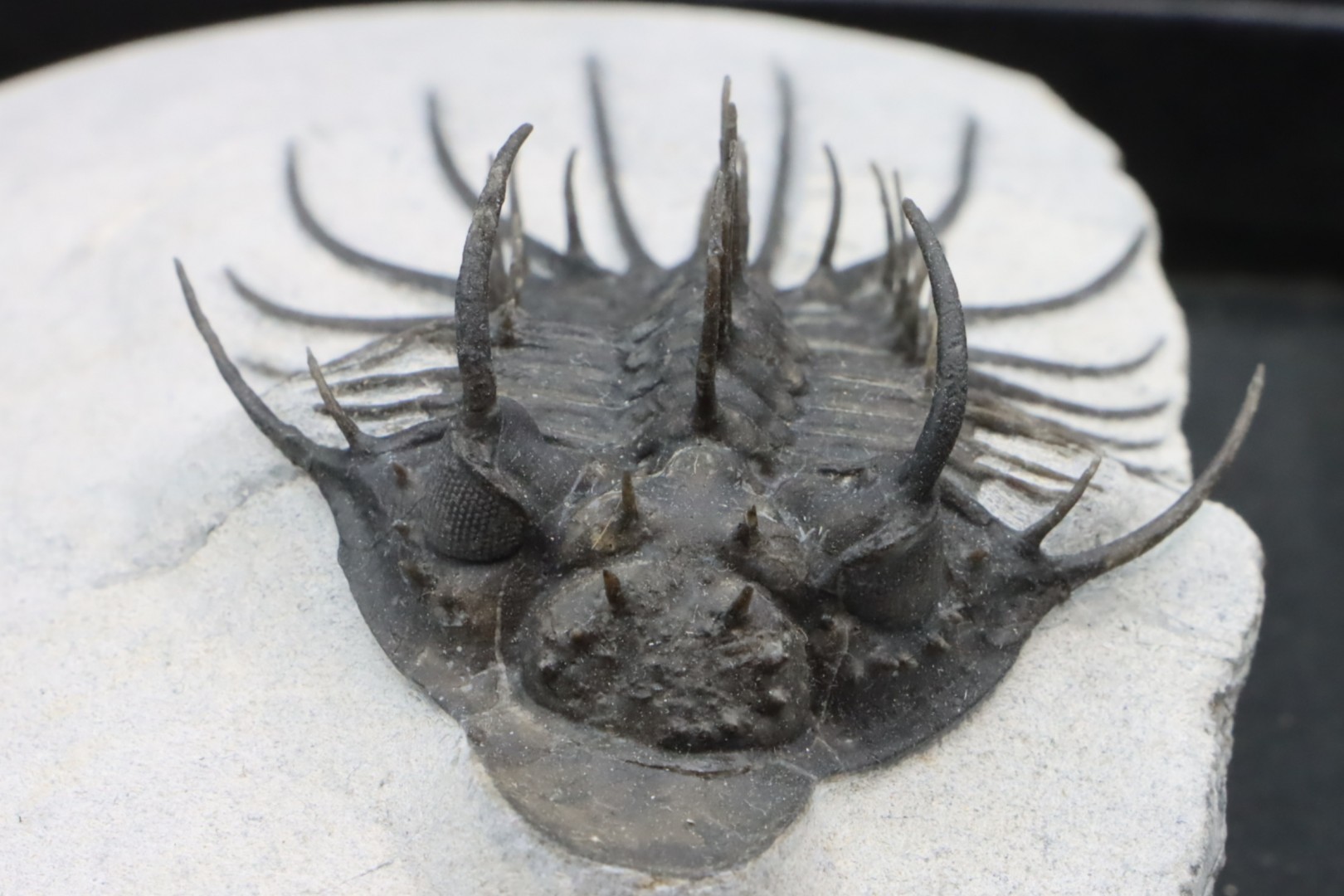 Undescribed rare "new quadrops"