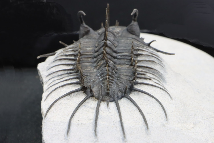 Undescribed rare "new quadrops"