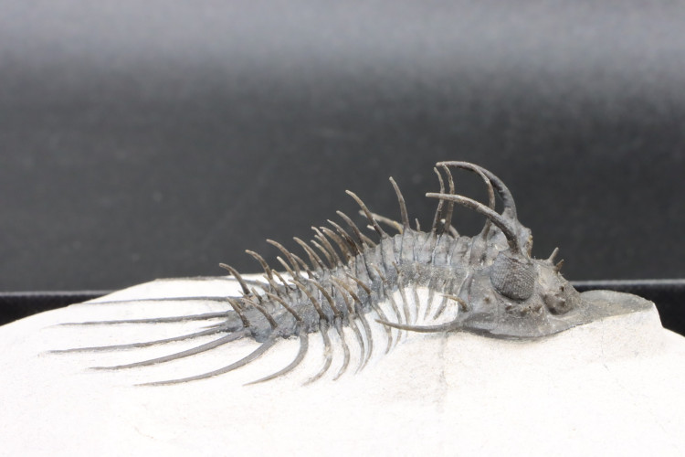 Undescribed rare "new quadrops"