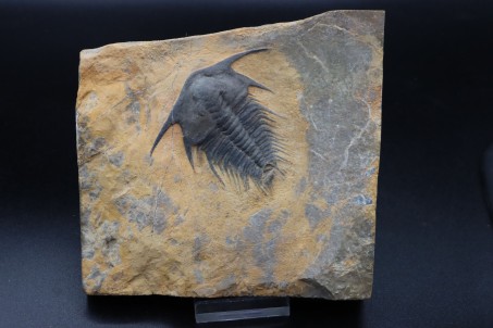 Gorgeous specimen:  Lochmanolenellus subquadrata