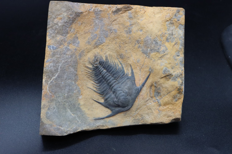 Gorgeous specimen:  Lochmanolenellus subquadrata