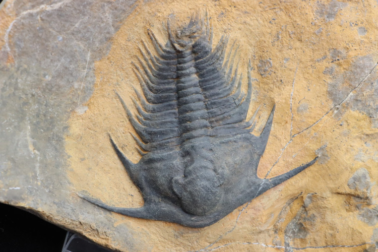 Gorgeous specimen:  Lochmanolenellus subquadrata