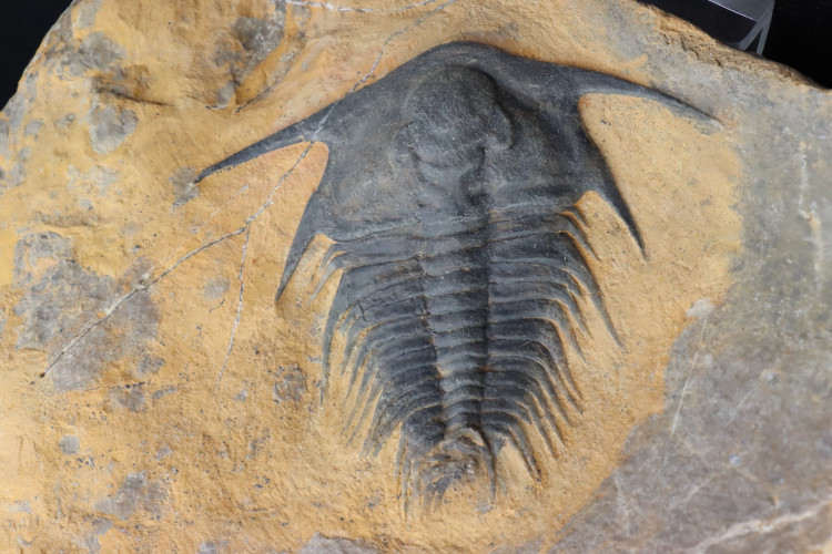 Gorgeous specimen:  Lochmanolenellus subquadrata