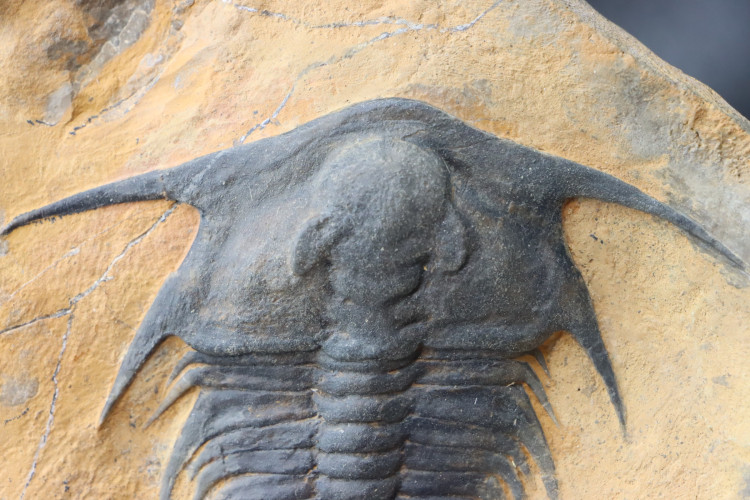 Gorgeous specimen:  Lochmanolenellus subquadrata