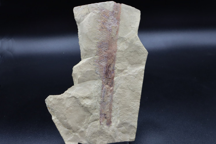 Very big specimen:  Aegirocassis benmoulai appendage - ordovician - Zagora area, Morocco