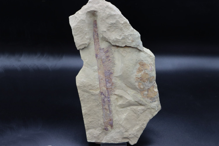 Very big specimen:  Aegirocassis benmoulai appendage - ordovician - Zagora area, Morocco