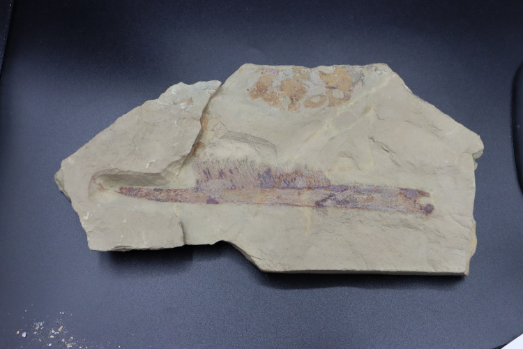 Very big specimen:  Aegirocassis benmoulai appendage - ordovician - Zagora area, Morocco