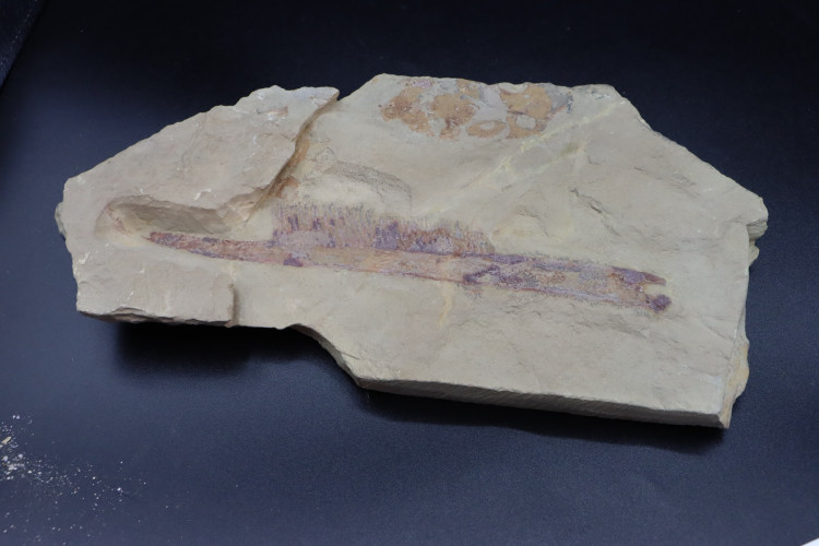 Very big specimen:  Aegirocassis benmoulai appendage - ordovician - Zagora area, Morocco