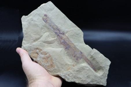 Very big specimen:  Aegirocassis benmoulai appendage - ordovician - Zagora area, Morocco