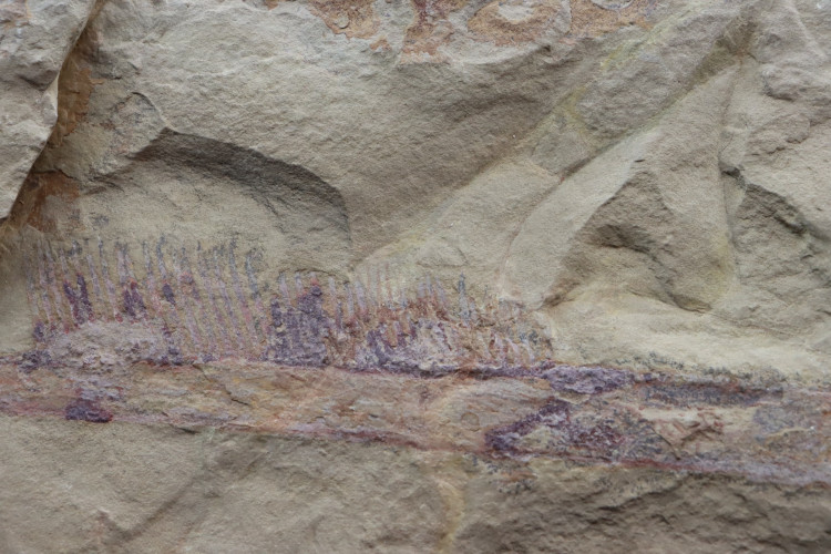 Very big specimen:  Aegirocassis benmoulai appendage - ordovician - Zagora area, Morocco