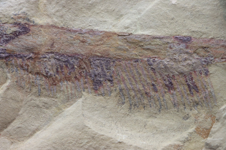 Very big specimen:  Aegirocassis benmoulai appendage - ordovician - Zagora area, Morocco